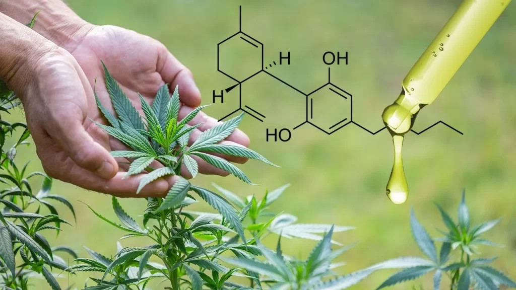 What are Terpenes and What are the Effects?
