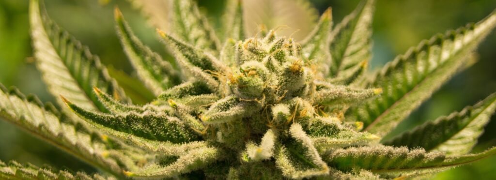 How to Store Cannabis Properly